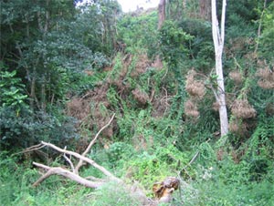 vegetation management planning and restoration