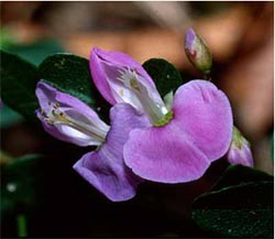 Threatened Species Recovery Planning